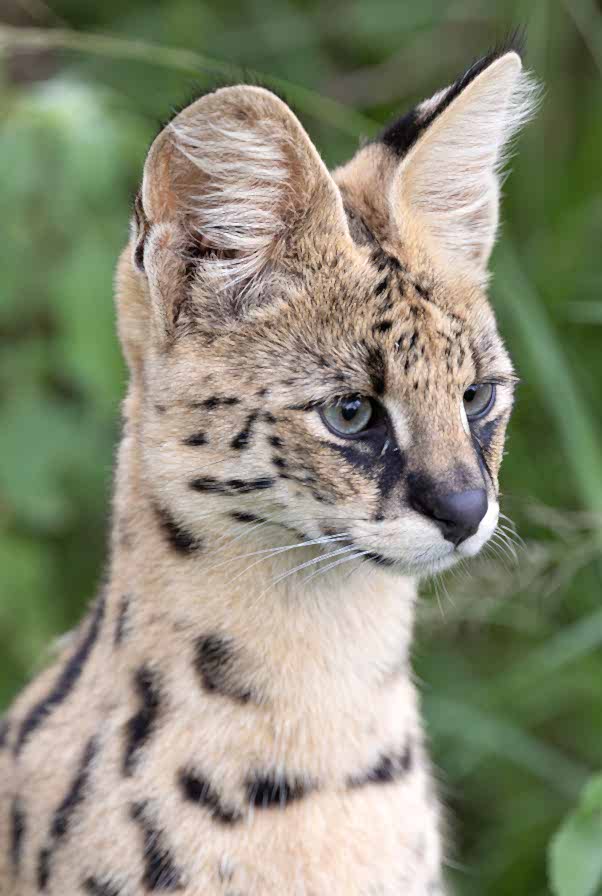 Serval