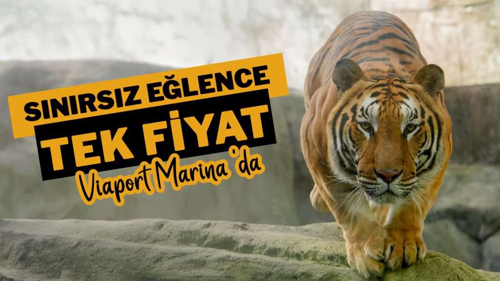 Aslan Park Online Kampanya